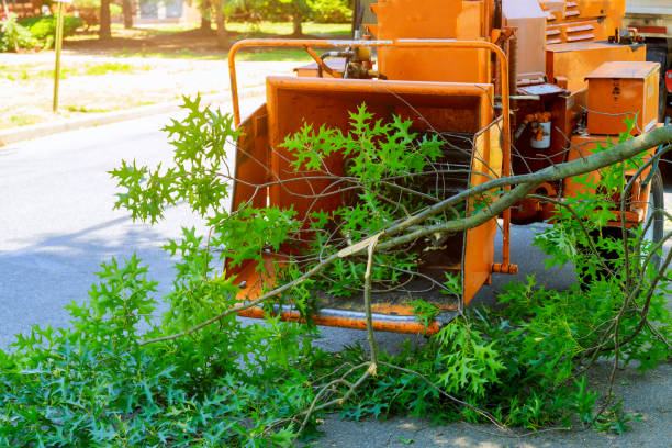 Best Hazardous Tree Removal  in Churchill, OH