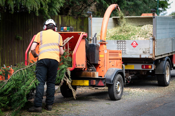 Best Tree Preservation Services  in Churchill, OH