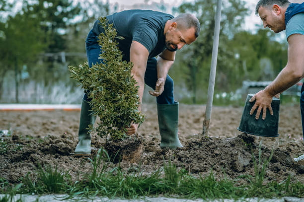 Best Tree and Shrub Care  in Churchill, OH