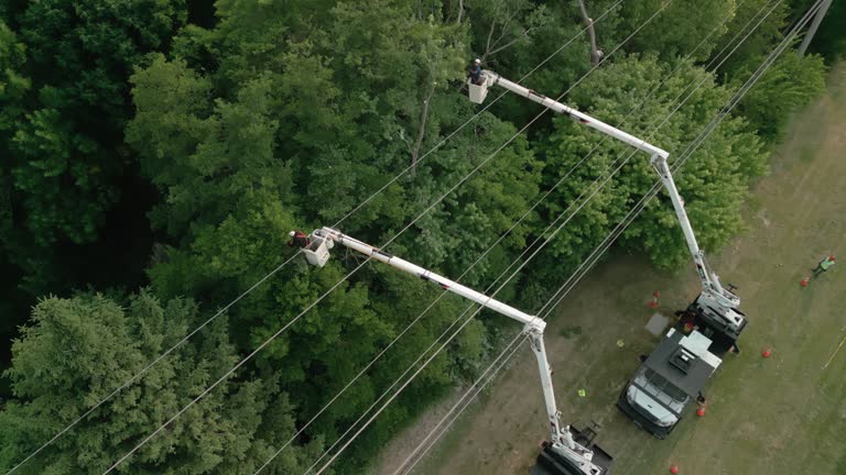 Best Root Management and Removal  in Churchill, OH