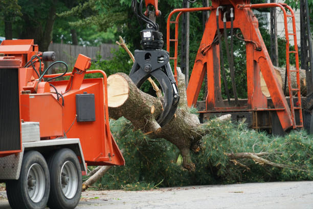 Best Tree Mulching  in Churchill, OH