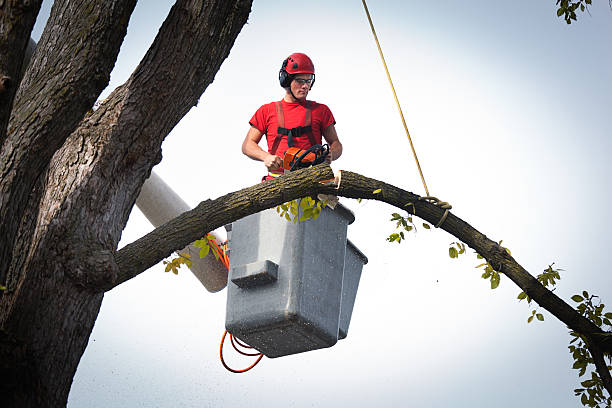  Churchill, OH Tree Removal Pros