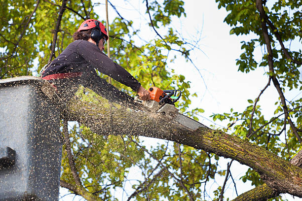 Best Weed Control  in Churchill, OH