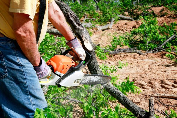 Best Emergency Tree Removal  in Churchill, OH